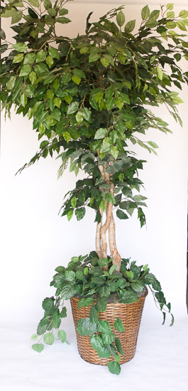 Large Ficus Tree with Plant in Bottom $30