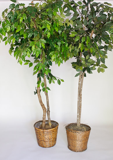 6' Ficus Trees (2) $20