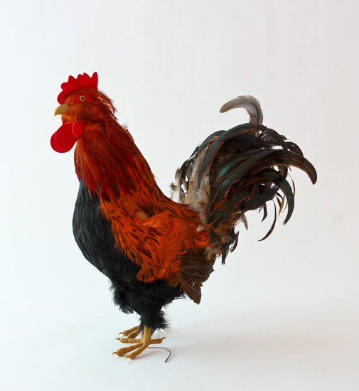 Life-size Rooster $15
